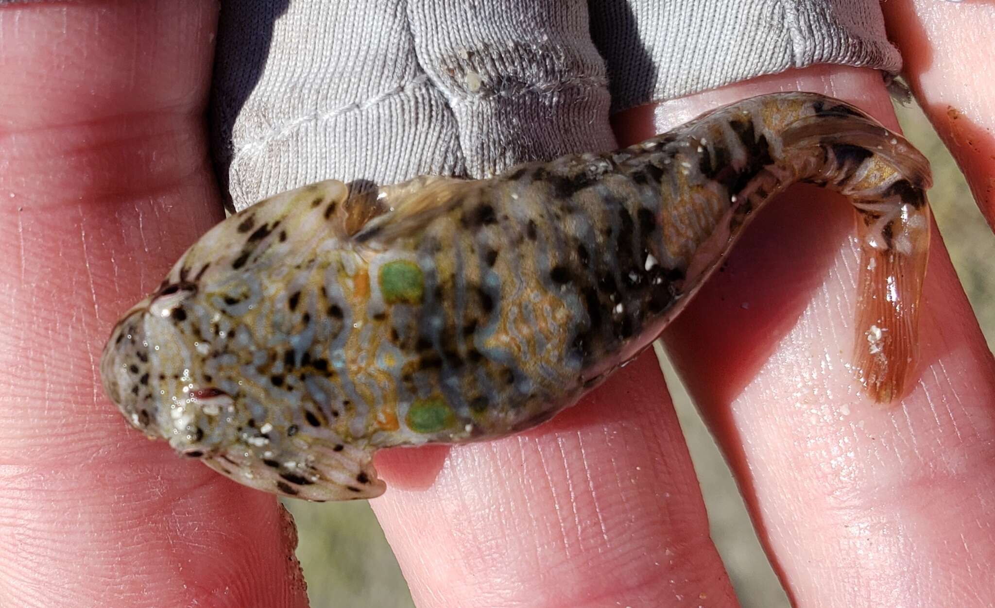 Image of Cortez clingfish