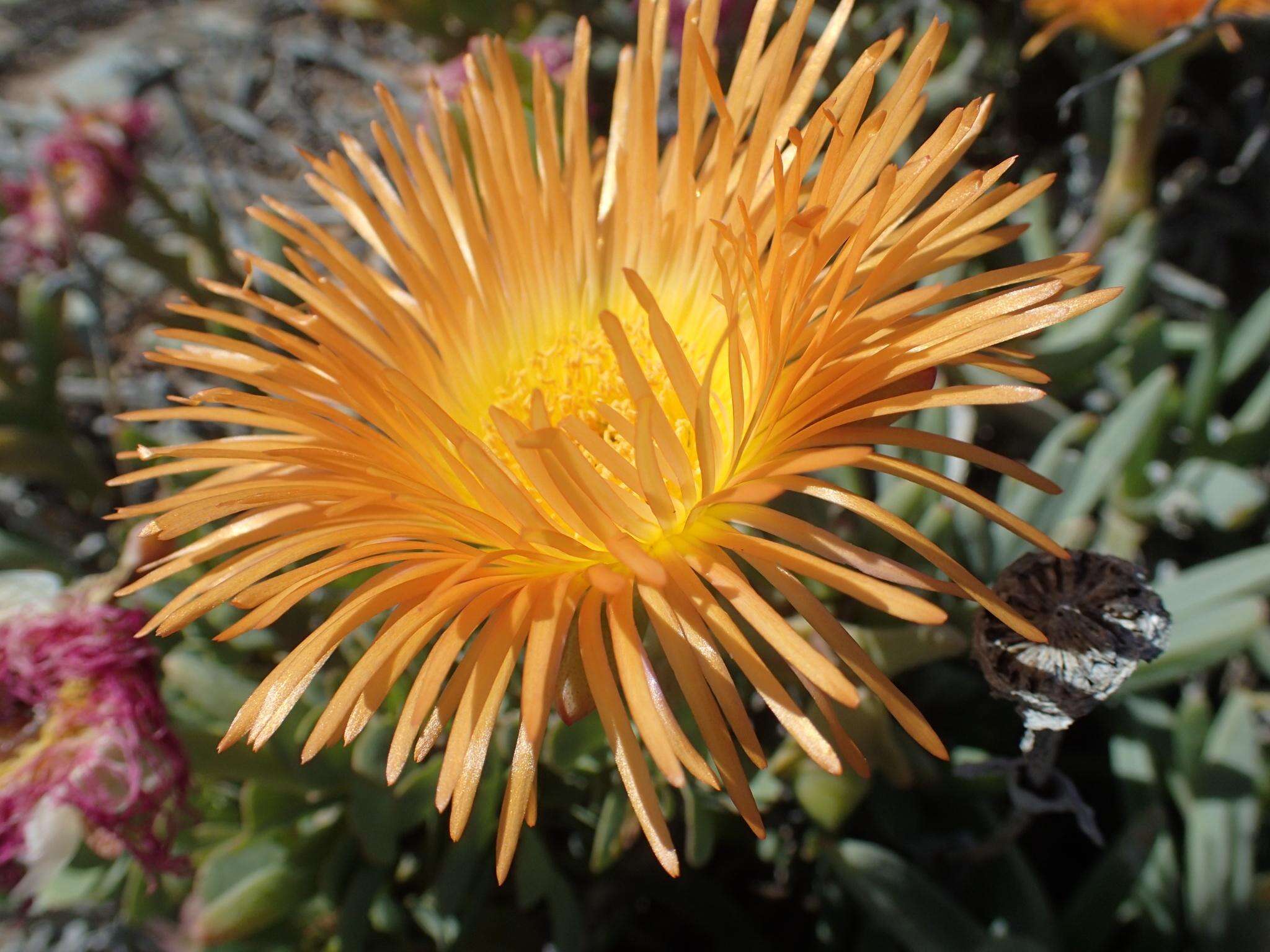 Image of Jordaaniella spongiosa (L. Bol.) H. E. K. Hartmann