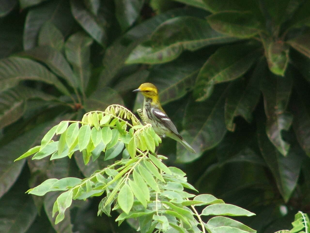 Image of Black-throated Green Warbler