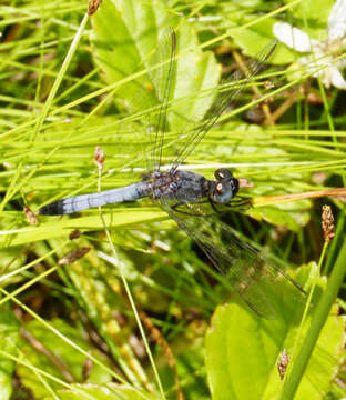 Image of Little Blue Dragonlet