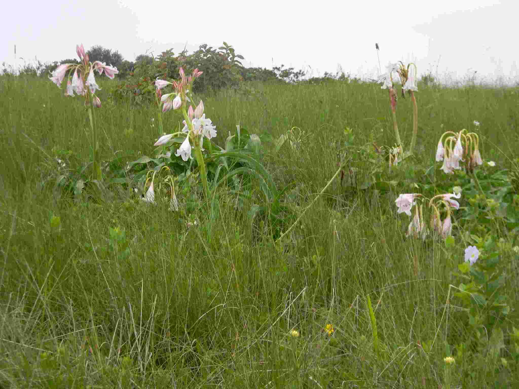 Imagem de Crinum macowanii Baker