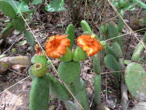 Image de Tacinga inamoena (K. Schum.) N. P. Taylor & Stuppy