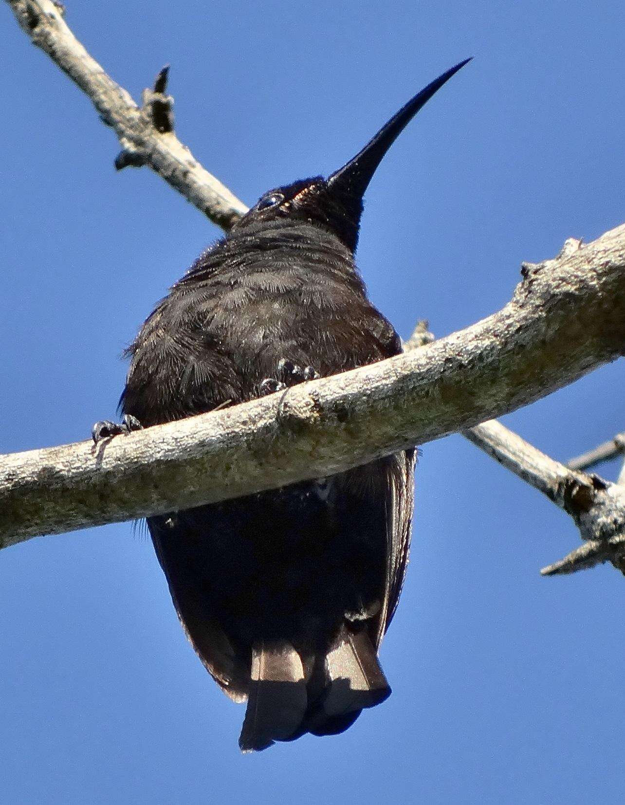 Image of Chalcomitra amethystina amethystina (Shaw 1812)