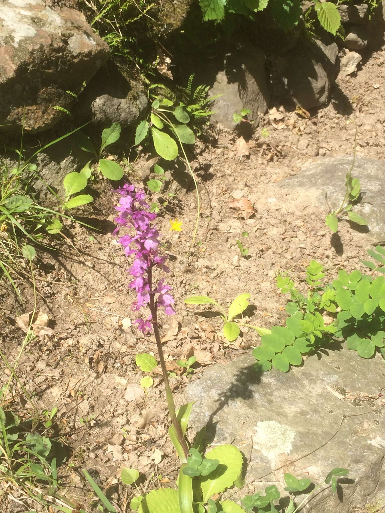 Image de Orchis mascula subsp. speciosa (Mutel) Hegi