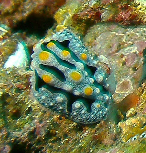 Image of Phyllidia exquisita Brunckhorst 1993