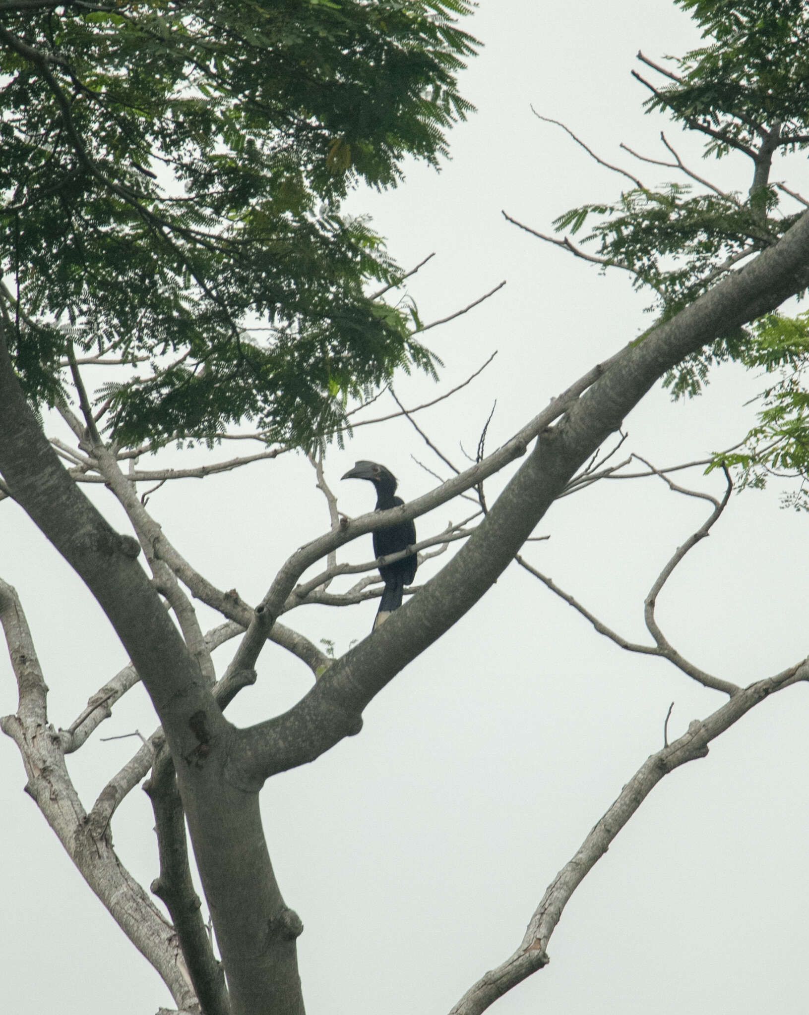 Image of Black Hornbill