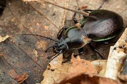 Image of Carabus (Archicarabus) nemoralis prasinotinctus Heyden 1880