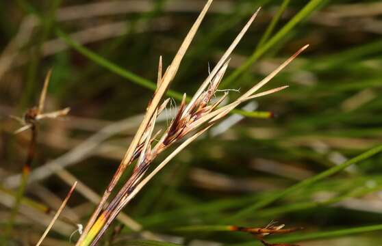 Image of Bog Rush