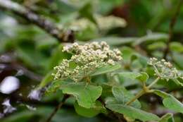 Image of Viburnum jucundum Morton