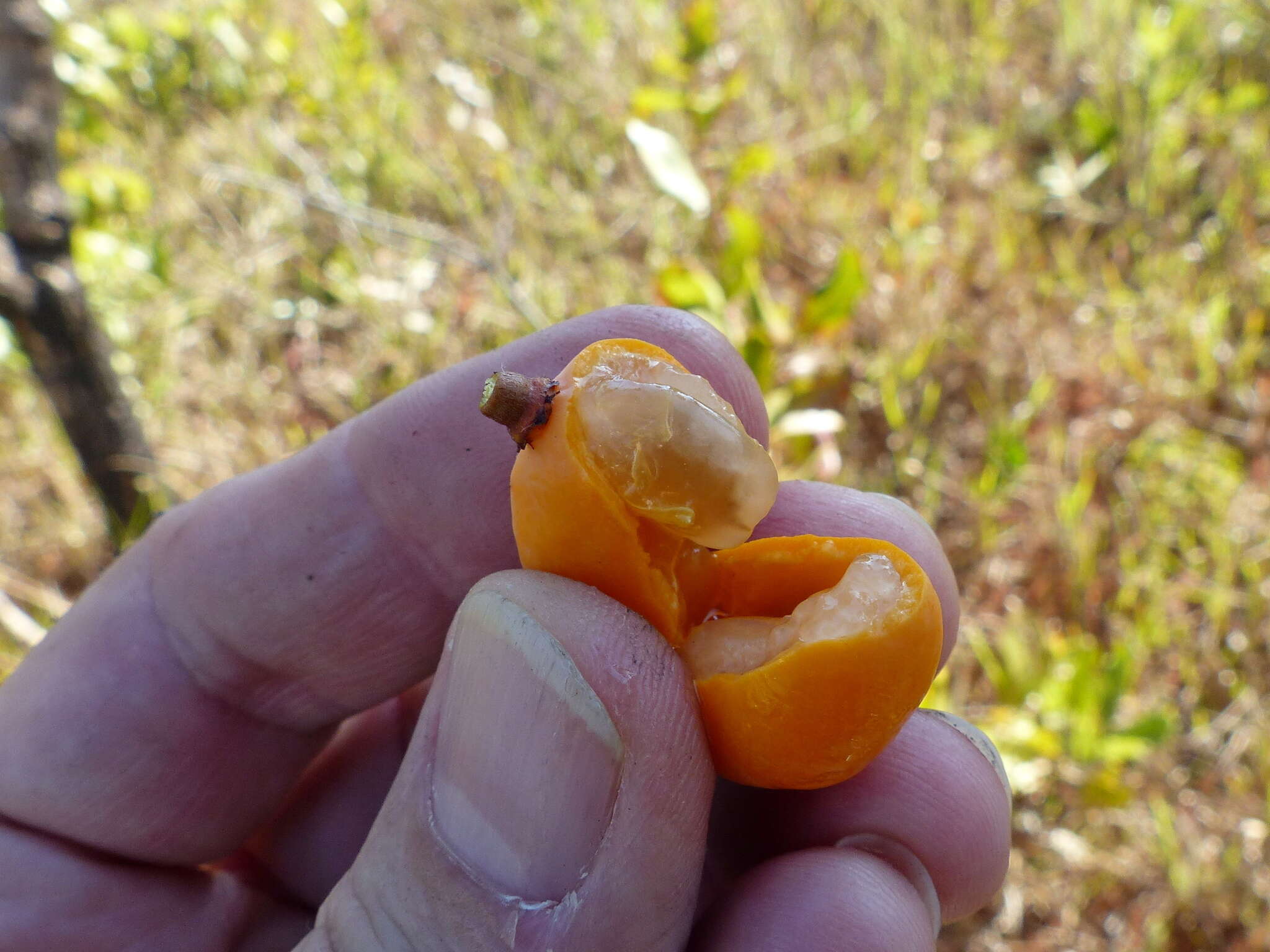 Image of Peritassa campestris (Cambess.) A. C. Sm.