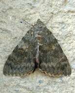 Image of french red underwing