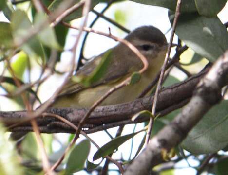 Слика од Vireo philadelphicus (Cassin 1851)