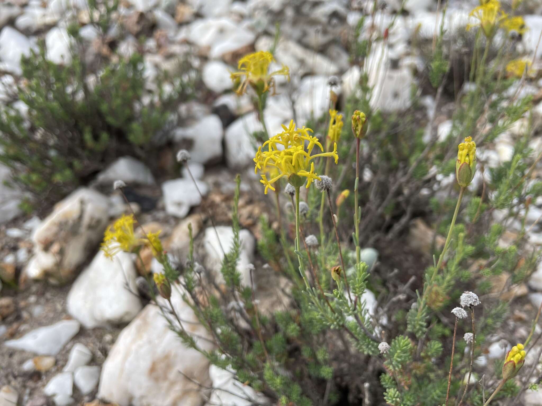 Image of Gnidia pedunculata Beyers