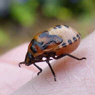 Image of Twice-stabbed Stink Bug