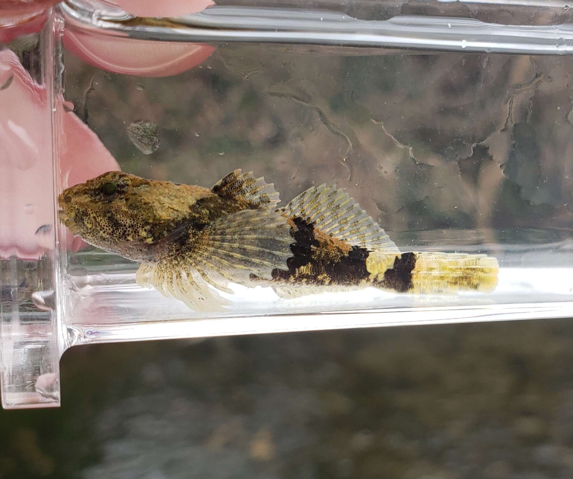 Image of Banded Sculpin