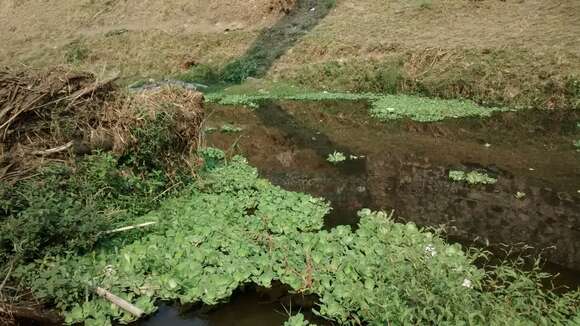 Image of pistia