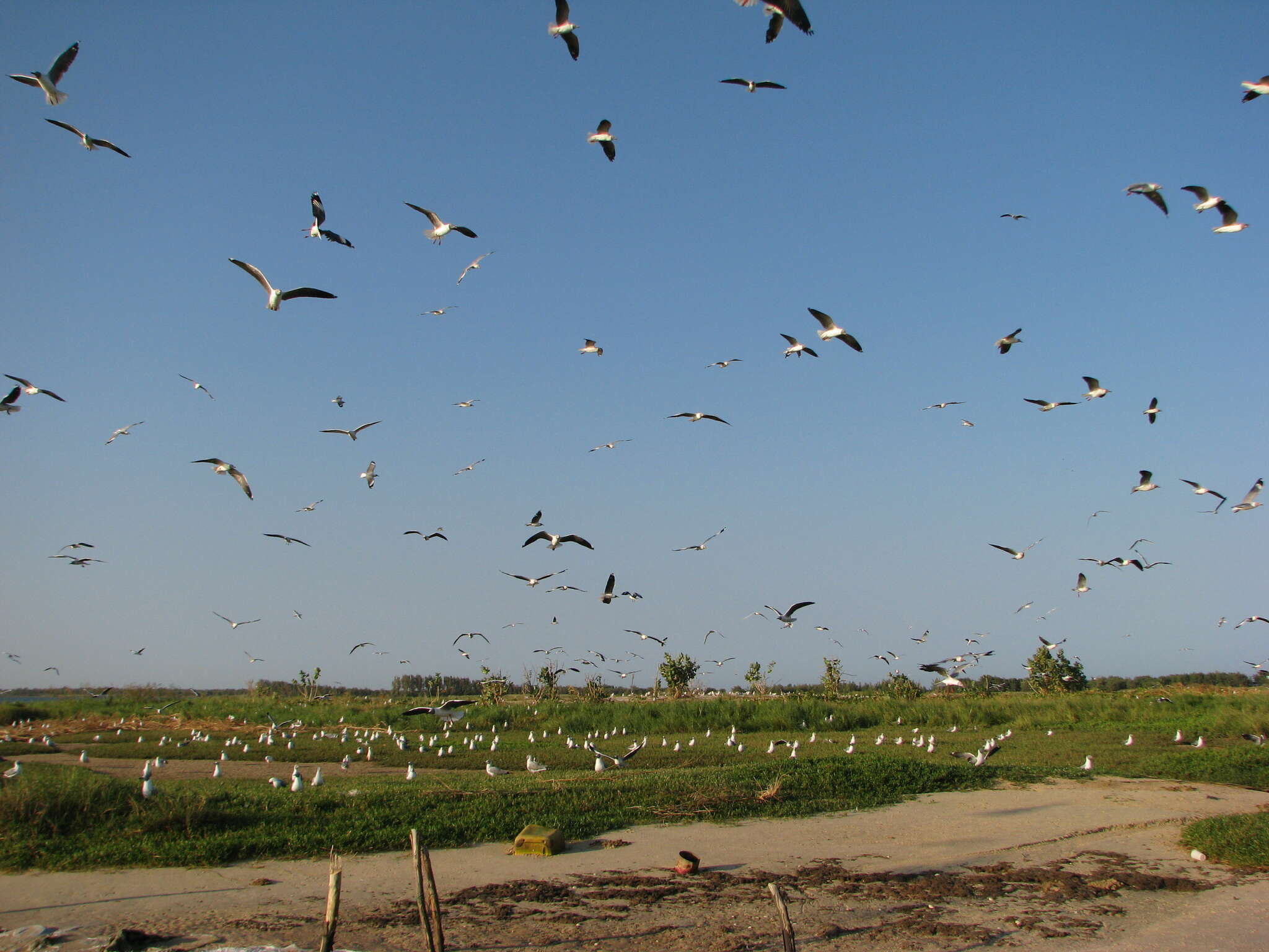 Image of Grey-headed Gull