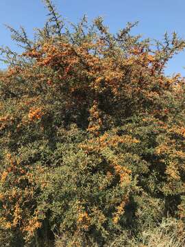 Image de Pyracantha angustifolia (Franch.) C. K. Schneid.