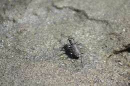 Image of Twelve-spotted Tiger Beetle