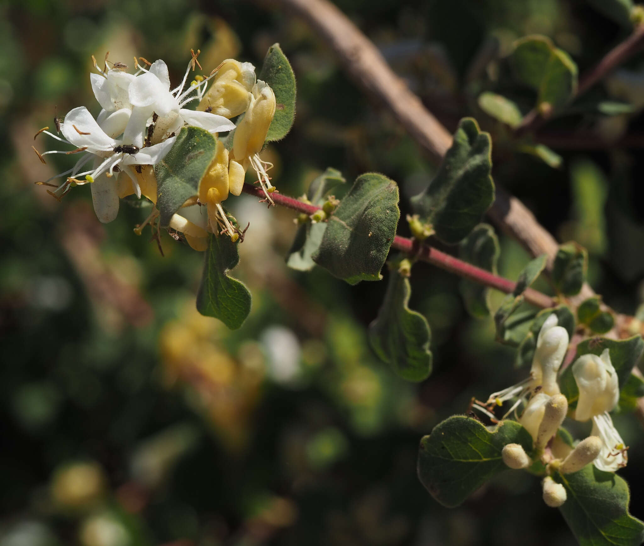 صورة Lonicera arborea Boiss.