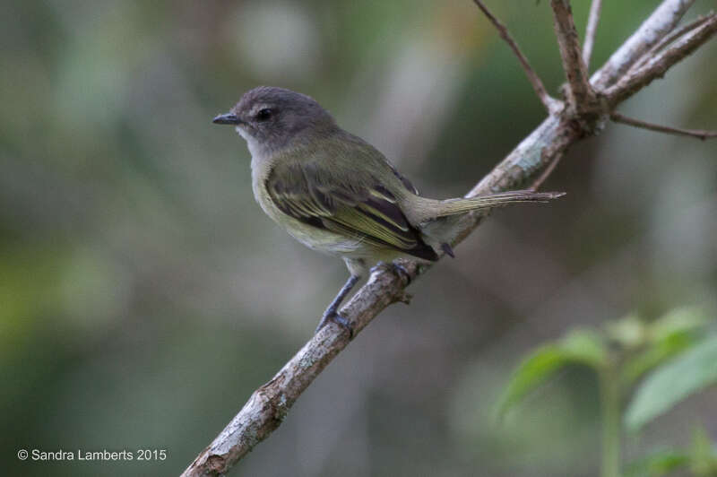 Image of Gray-capped Tyrannulet