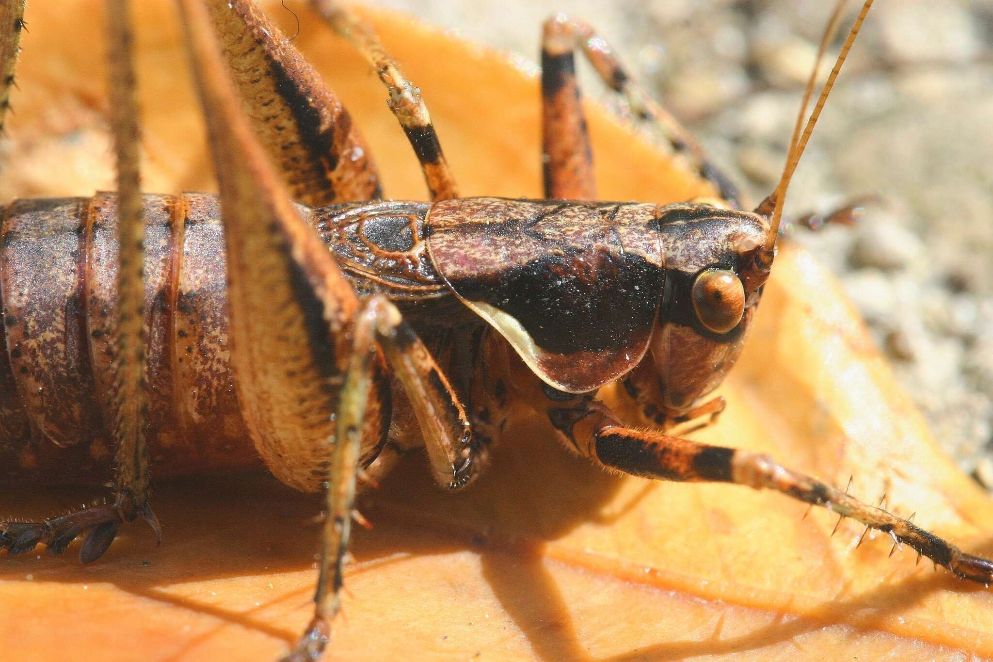 Image of Antaxius (Chopardius) spinibrachius (Fischer 1853)