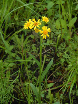 Image of Tephroseris subdentata (Bunge) Holub