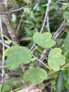 Image of pineland passionflower