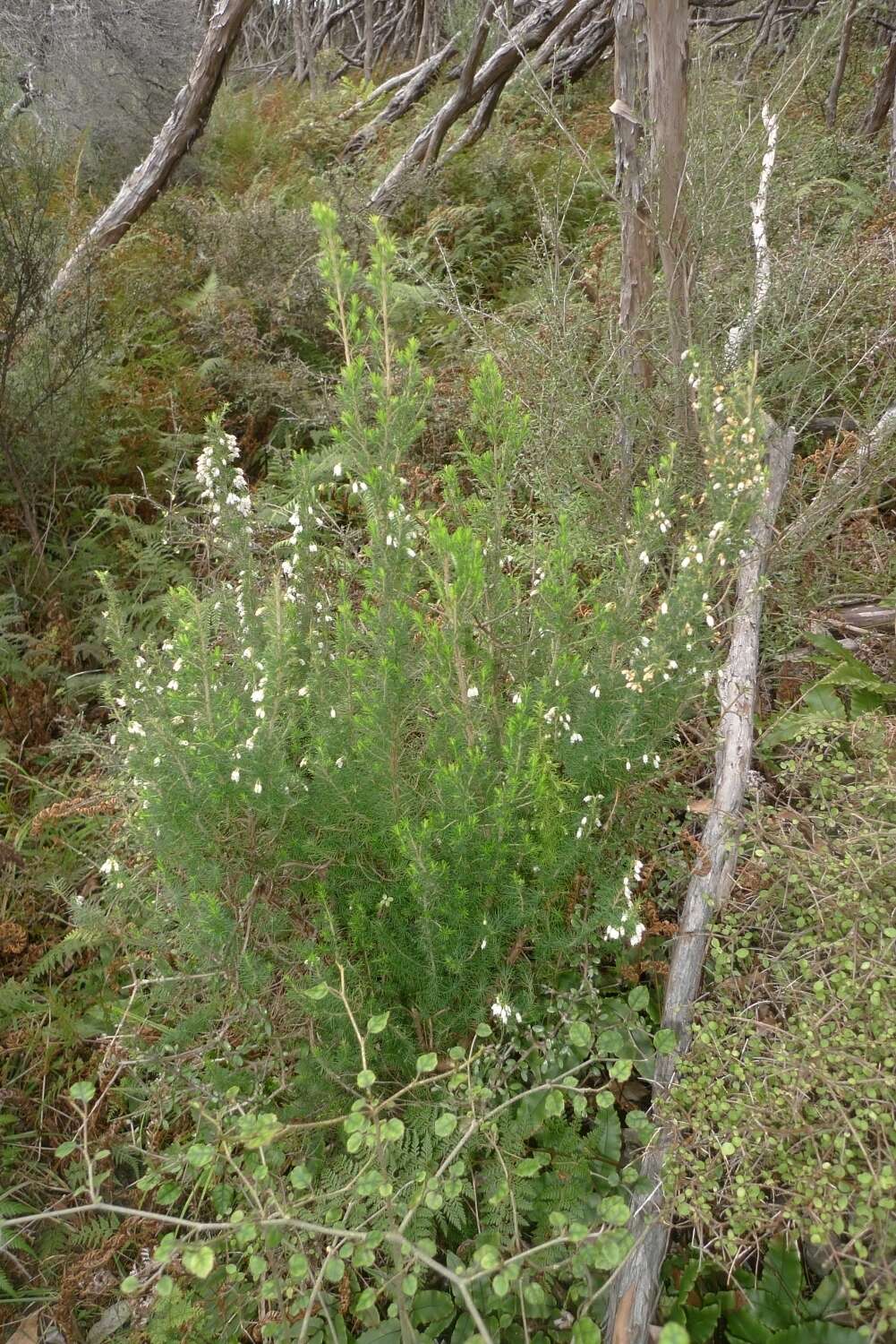 Image of Portuguese Heath