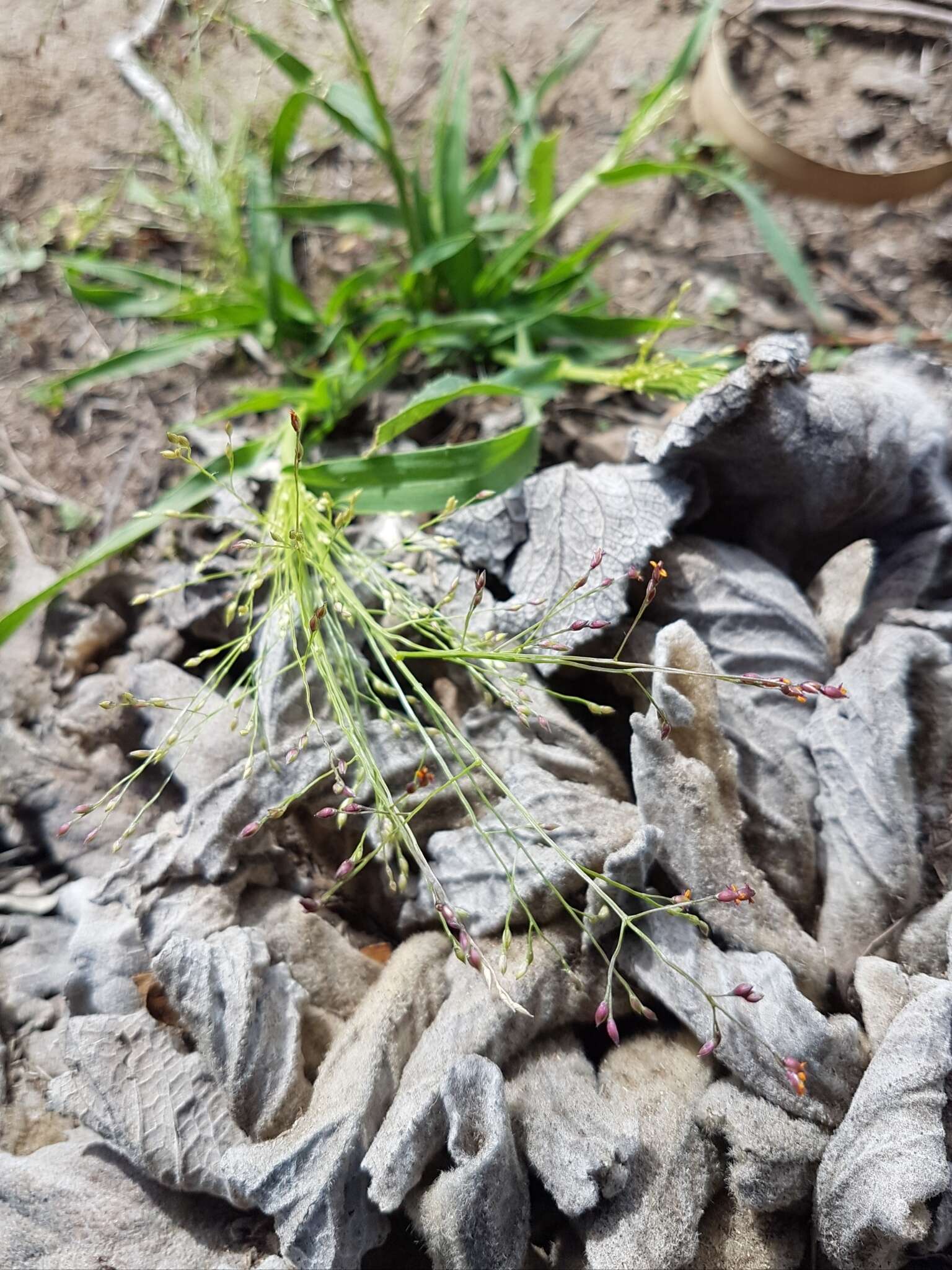 Image of Hairy Panic Grass