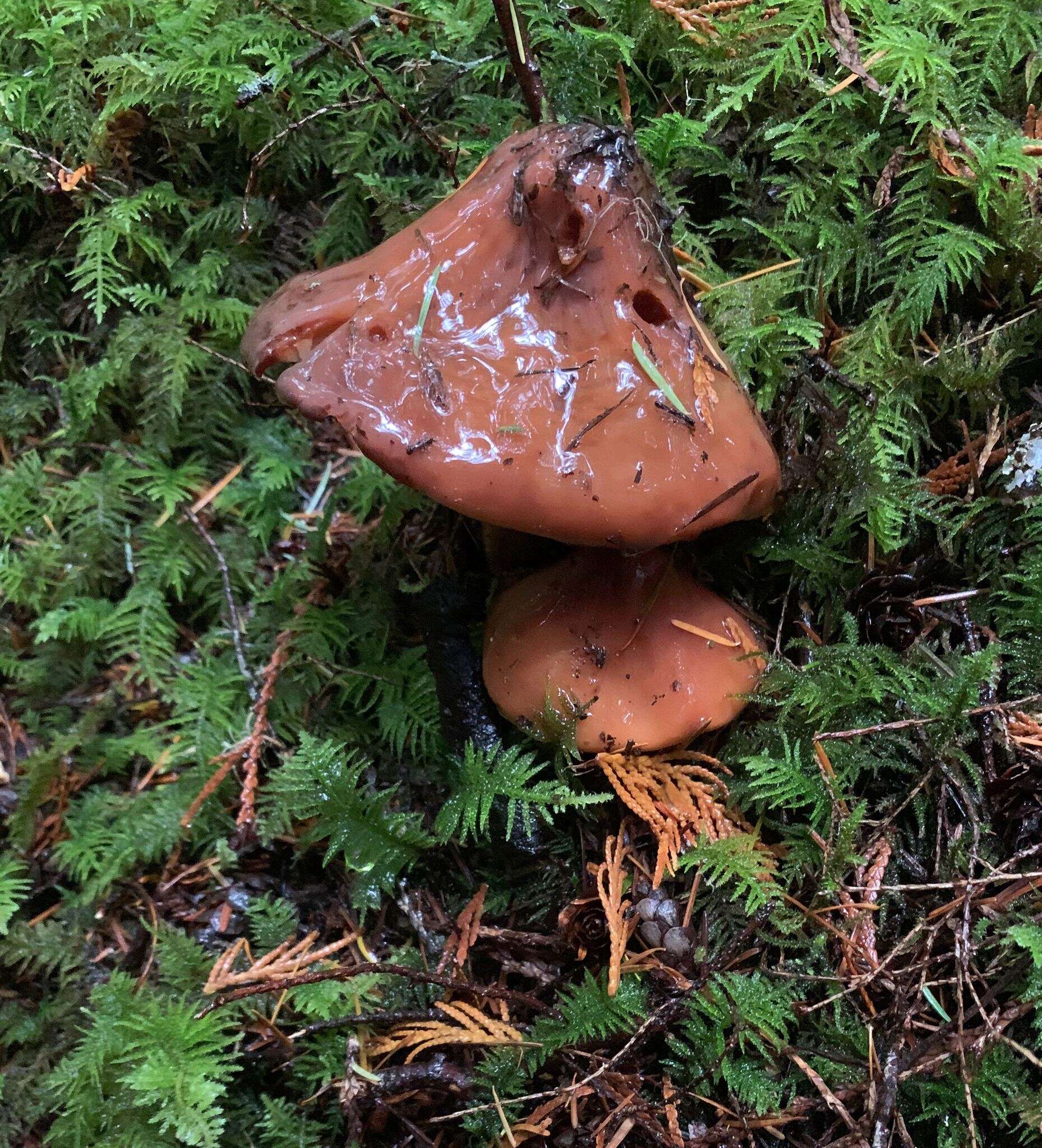 Phaeocollybia kauffmanii (A. H. Sm.) Singer 1940 resmi