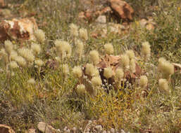 Ptilotus xerophilus的圖片