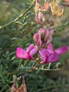 Plancia ëd Hedysarum boveanum subsp. europaeum Guitt. & Kerguelen