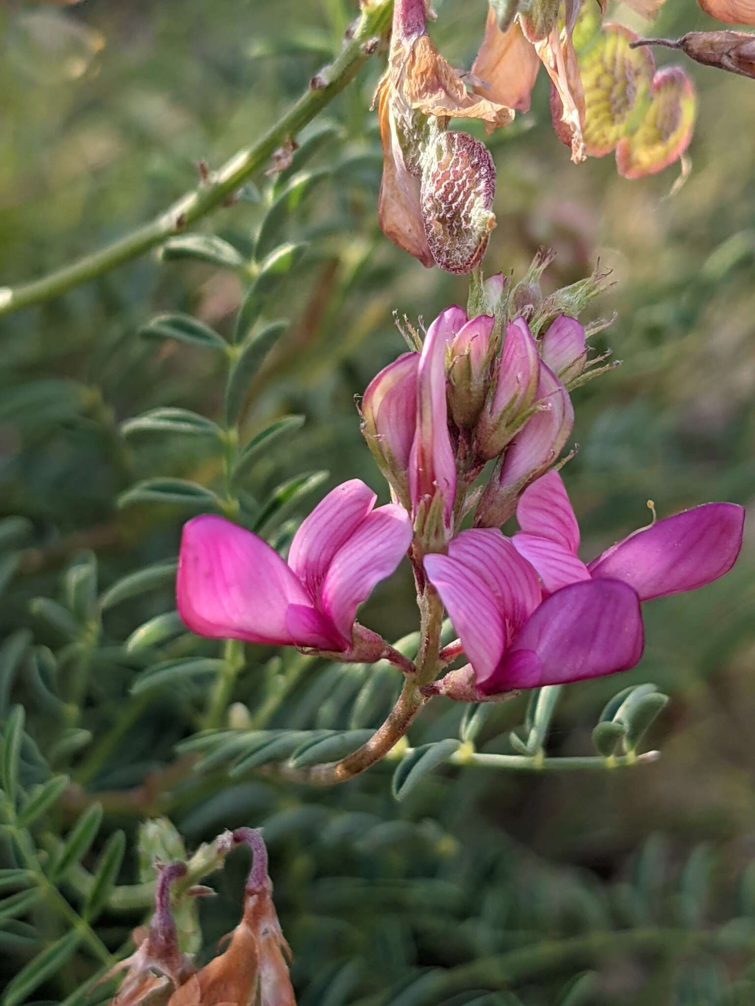 Plancia ëd Hedysarum boveanum subsp. europaeum Guitt. & Kerguelen