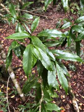 Image of Helicia cochinchinensis Lour.