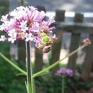 Image of Bicolored Agapostemon