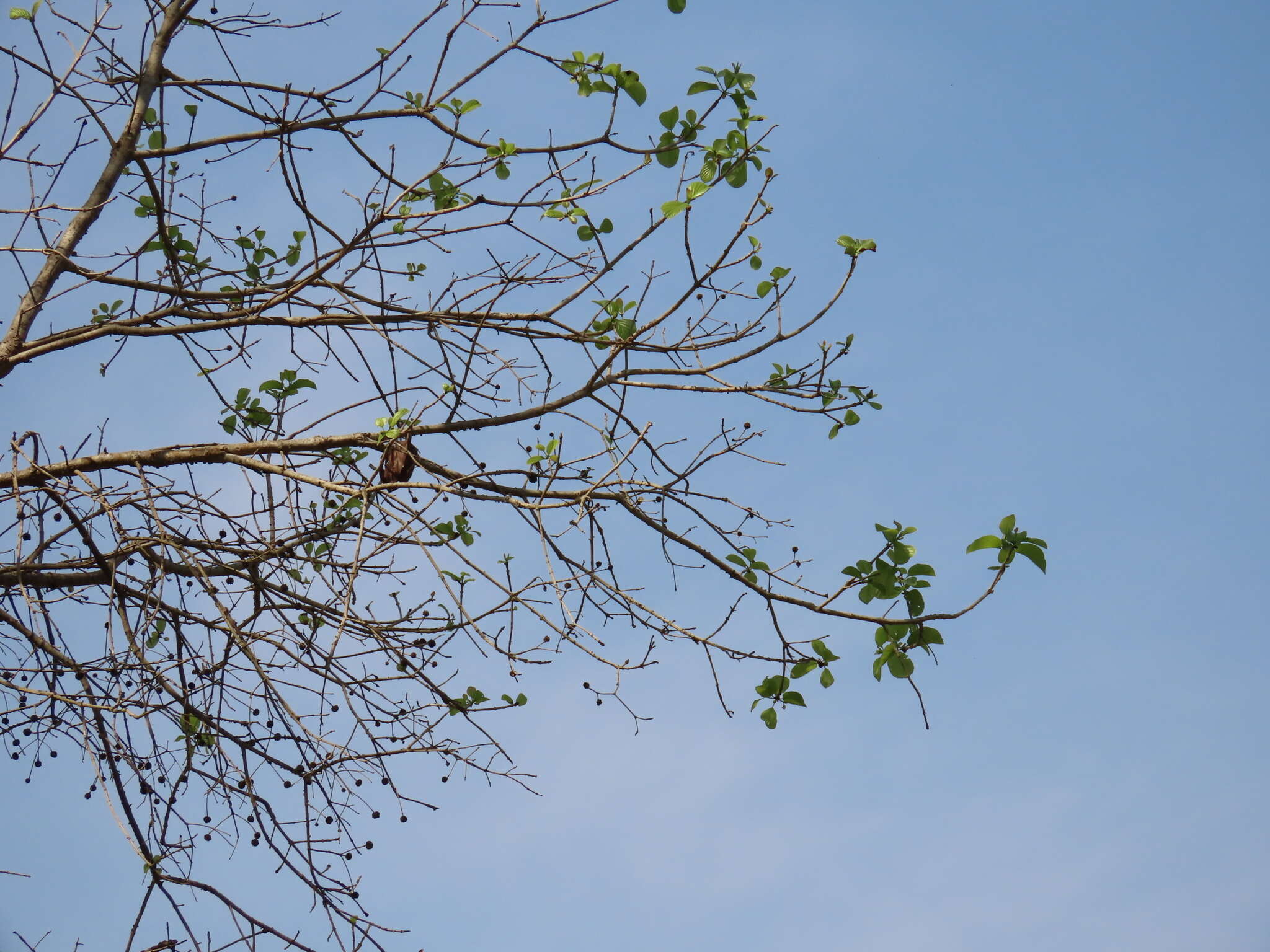 Image of Mitragyna parvifolia (Roxb.) Korth.