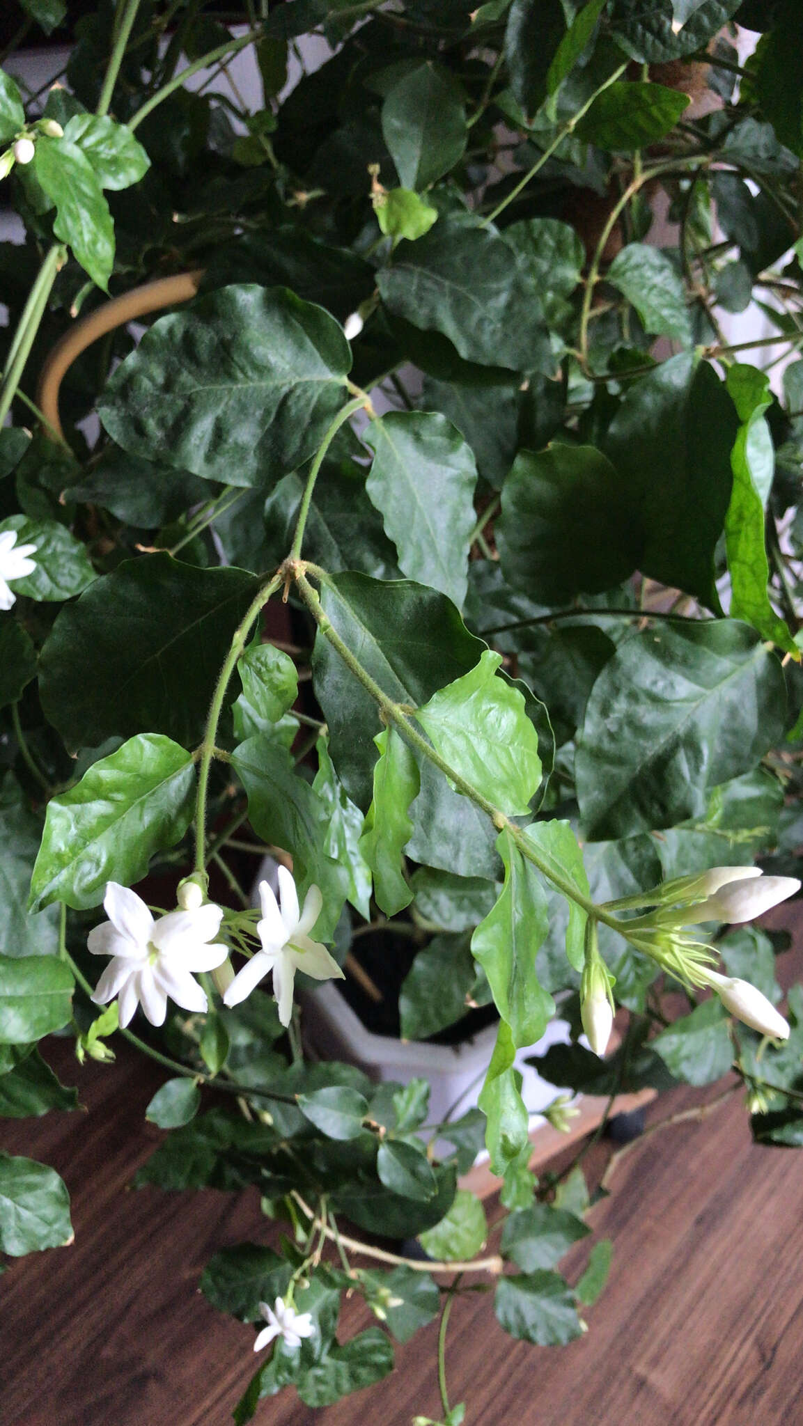 Image of Arabian jasmine