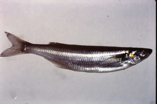 Image of Atherinops