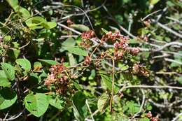 Plancia ëd Heteropterys brachiata (L.) DC.