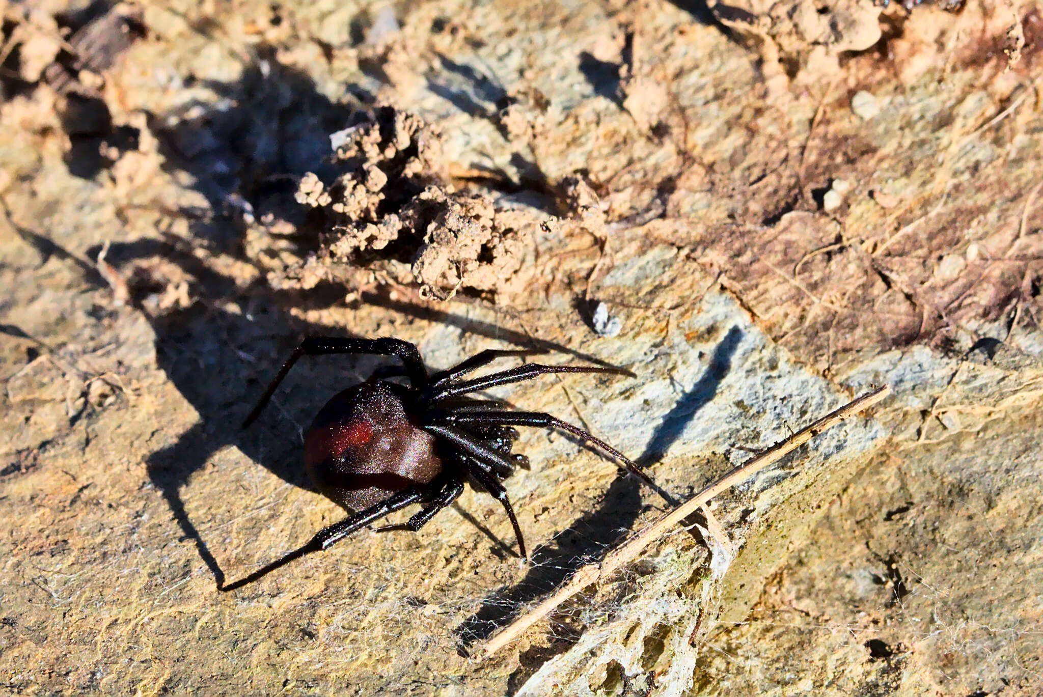 Image of Redback spider