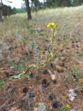 Image de Erysimum canum (Piller & Mitterp.) Polatschek