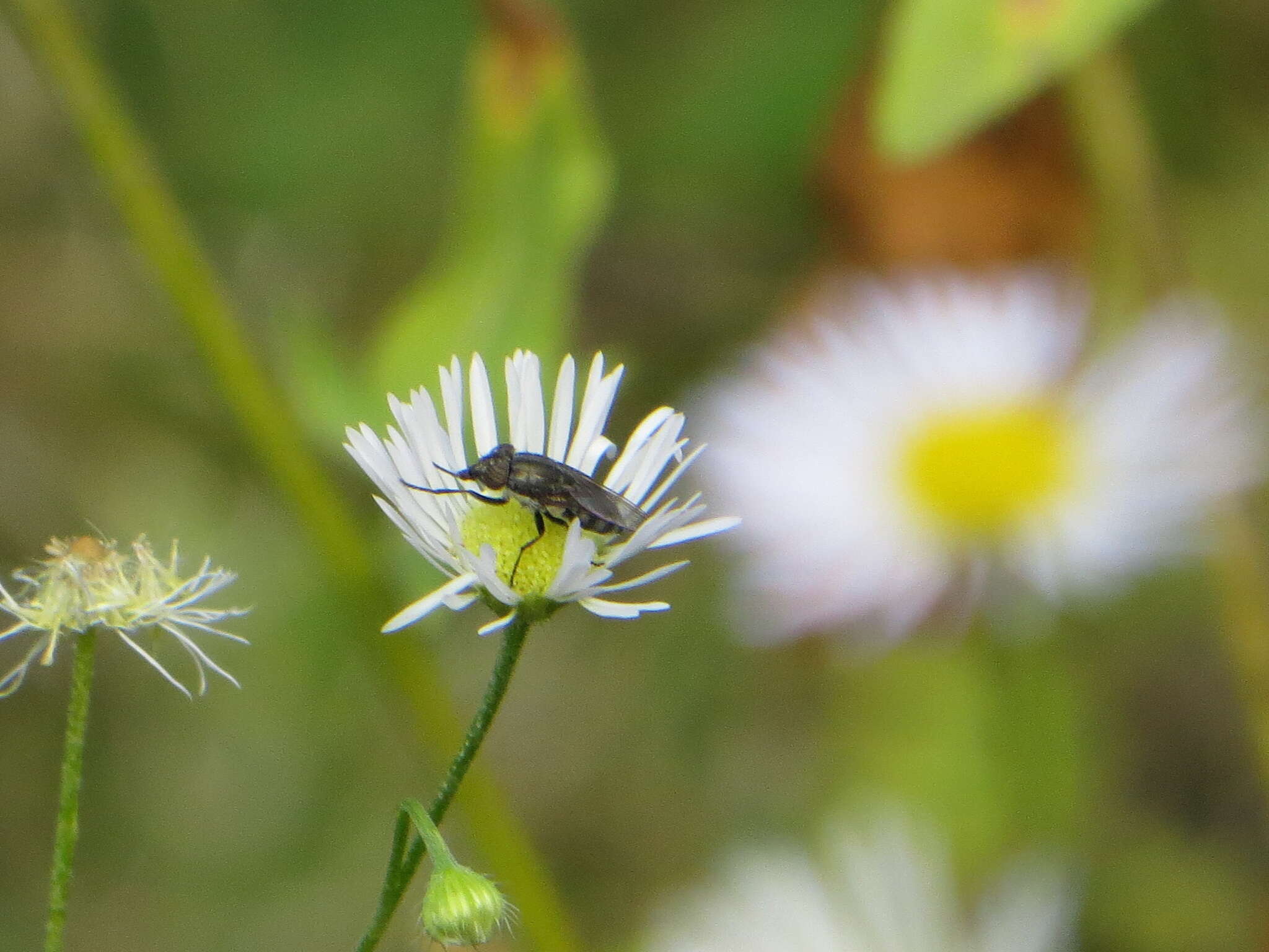 Stomorhina lunata (Fabricius 1805) resmi