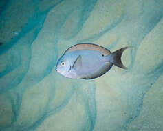 Image of Chocolate Surgeonfish