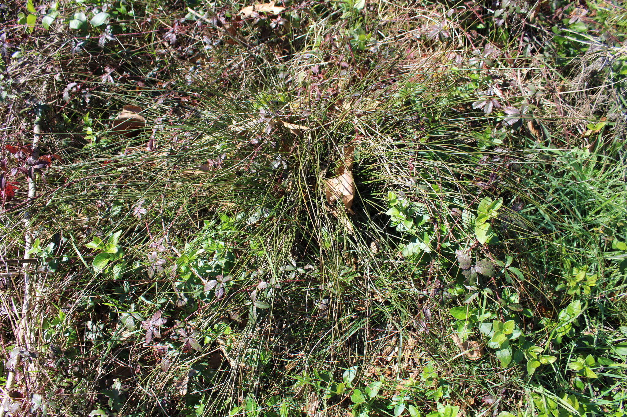 Imagem de Juncus coriaceus Mackenzie