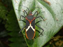 Image of Leptoscelis tricolor Westwood 1842