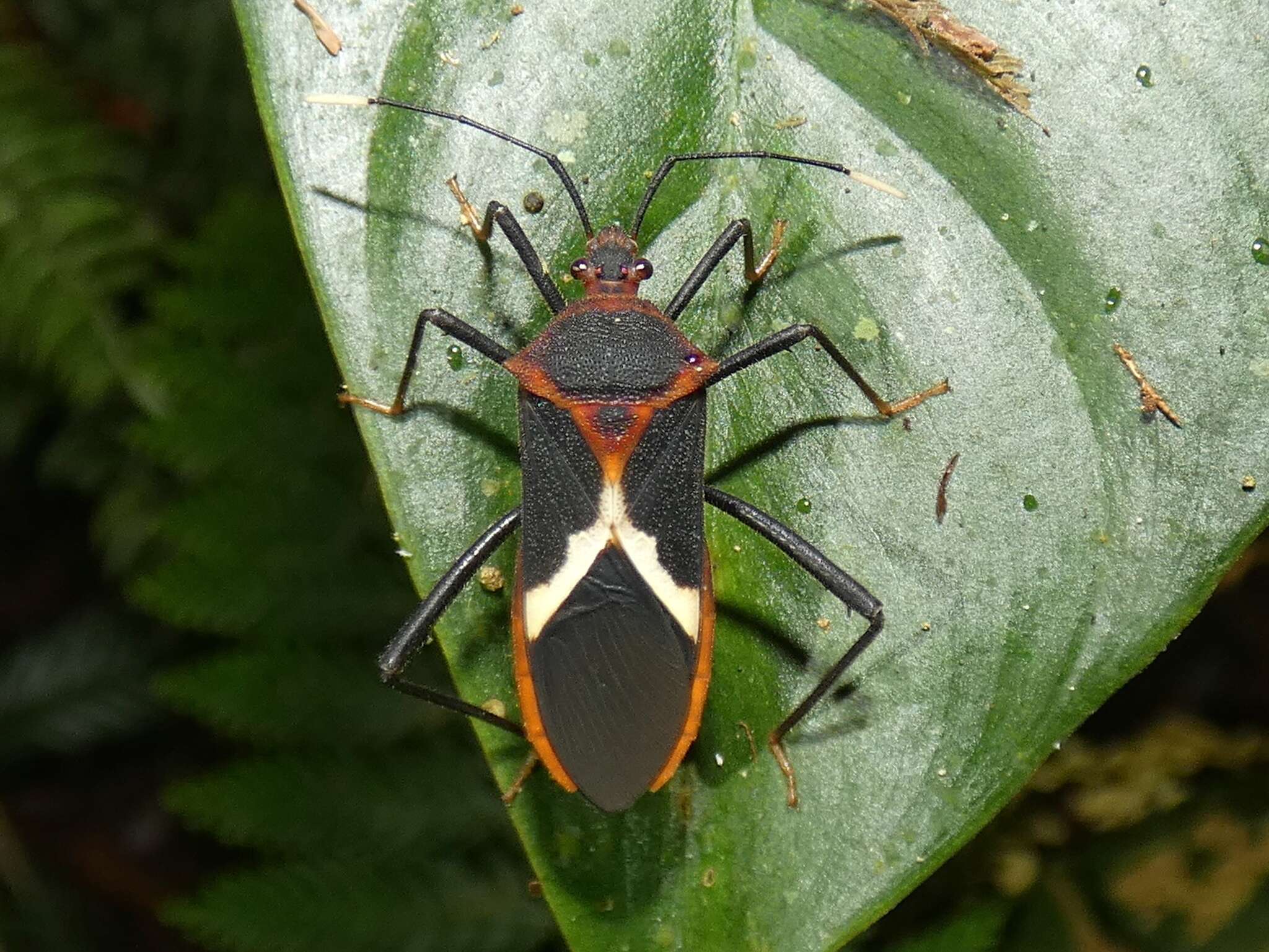 Image of Leptoscelis tricolor Westwood 1842