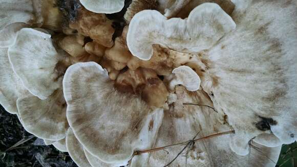 Image de Polypore de Sumstine