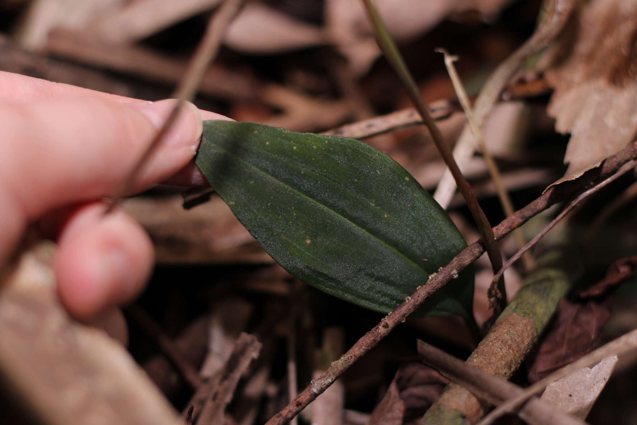 Image of Long-claw orchids