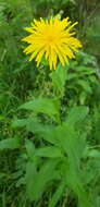 Image of Pyrenean Hawksbeard